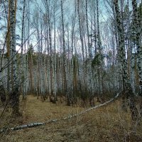 Весенний лес :: Татьяна Котельникова