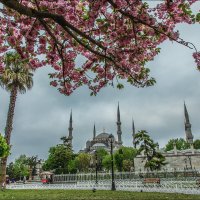 Голубая мечеть через цветущие ветви сакуры :: Ирина Лепнёва