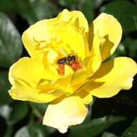 Yellow rose :: Олег Шендерюк