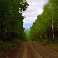 Лесная дорога :: Владимир Куликов