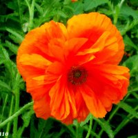 "Шёлковый" цветок на ростовском газоне :: Нина Бутко