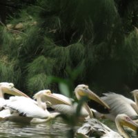 Тренировочный заплыв пеликанов. Сафари. :: Герович Лилия 