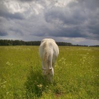 Лошадь в поле :: lady v.ekaterina