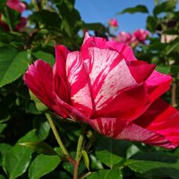"Красная роза в саду расцвела, Всех красотою затмила она...." :: Galina Dzubina