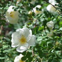 Белые розы шиповника :: Татьяна 