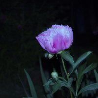 Пион в ночном саду :: Валерий Хинаки