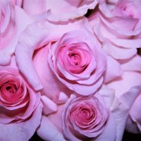 Розовые розы :: Алла ZALLA