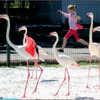 Танцующие фламинго :: Нина Бутко