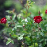 Миниатюрные розы :: Руслан Лиманский
