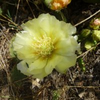 Opuntia compressa (Восточный колючий груша кактуса) :: Наиля 