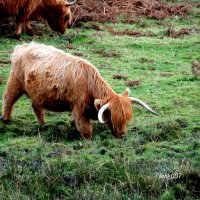 Highland cattle :: Olga 
