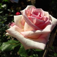 Роза - дар прекрасный рая, людям посланный на благо. :: Андрей Лукьянов