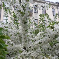 цветение :: Lyudmila 