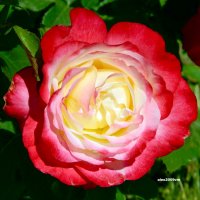 Роза сладкая, роза нежная, как значение неизбежного! :: Александр Машков (alex2009vm)