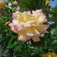 "Роза – символ совершенства, Мудрости и чистоты...." :: Galina Dzubina