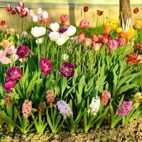 Клумба весенних цветов :: Лариса Терехова 