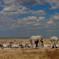 Дикие Животные Африки :: Jakob Gardok