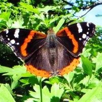 *Адмирал (лат. Vanessa atalanta) — дневная бабочка из семейства нимфалид :: vodonos241 
