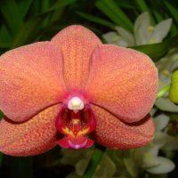 Орхидея фаленопсис гибридный :: Татьяна Георгиевна 