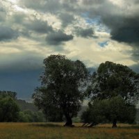 Не прошла сторонкою гроза... :: Лесо-Вед (Баранов)