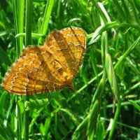 Пяденица-цидария охряно-жёлтая Camptogramma bilineata (Linnaeus, 1758). :: vodonos241 