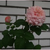 Мои розы :: Вера 
