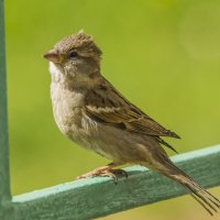 птаха :: Петр Беляков