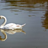 белый лебедь на пруду :: Александр Корчемный