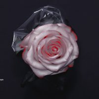 прекрасная роза от Розы! :: Ксения Забара