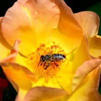 Пчела и роза... :: Михаил Болдырев 