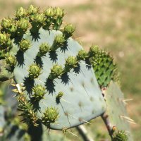 Cactus :: Alexander Varykhanov