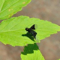 black moth :: Бармалей ин юэй 
