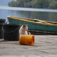 Кошак :: Илья Зубков