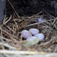 Ласточкино гнездо :: Марина 
