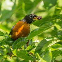 American Robin :: Naum 