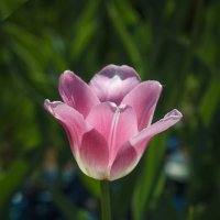 « Горит тюльпан - степной цветок,  Среди холодных скал….» :: Андрей Нибылица