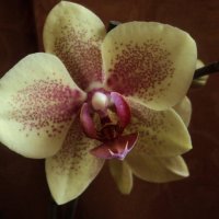 орхидея :: Maryana Petrova