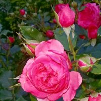 Июньская роза. :: Чария Зоя 