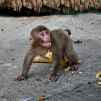 Все обезьяны любят бананы -:)) :: Александр Запылёнов