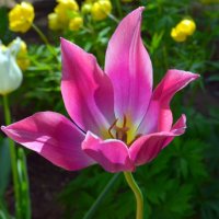 Удивительный тюльпан! :: Владимир Перваков
