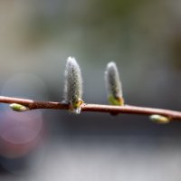 Весна :: marussia 