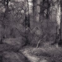 Ghost forest. :: Андрий Майковский