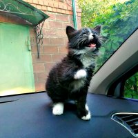 Котёнок Топи в автомобиле. :: Михаил Столяров