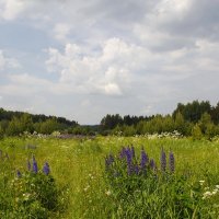 Цветы луговые :: Галина Новинская