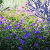 голубые цветы :: tina kulikowa