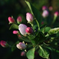 цветение яблоньки :: Ирина Мозерова