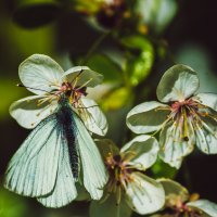 Один день из жизни бабочки :: Мария Курицына