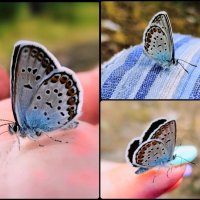 Бабочка :: Януся Характерова