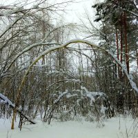 снежный лес :: Александр Прокудин