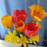 весенние тюльпаны :: владимир 